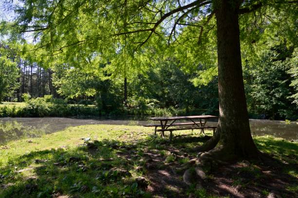 istock Pemberton Park Picnic Bench 1151411489