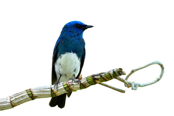 istock Beautiful blue and white bird perching on orchid vine isolated on white background, Zappey's flycatcher (Cyanoptila cumatilis) 1151411608