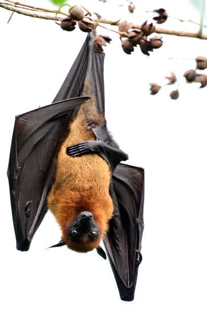 istock Scary giant huge fruit eating bat with eye open while hanging on tree branch in garden, Lyle's flying fox (Pteropus lylei) 1151411617