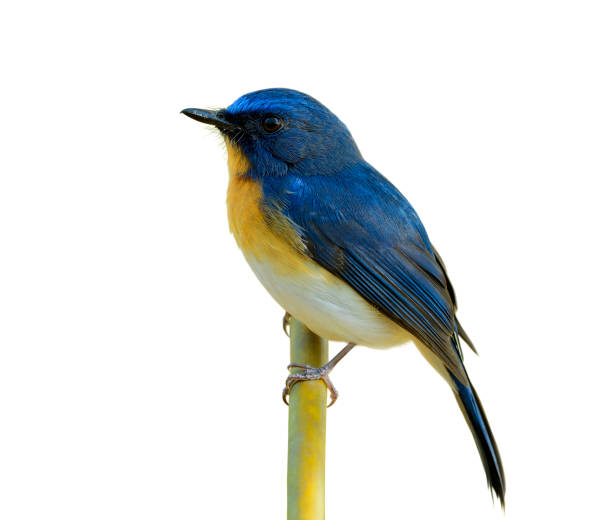istock Tickell's blue flycatcher (Cyornis tickelliae) exotic bird with orange breast white belly and long tail with sharp eyes calmly perching on bamboo stick isolated on white background 1151412338