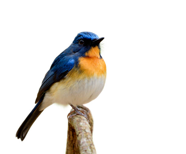 istock Tickell's blue flycatcher (Cyornis tickelliae) fat blue bird with orange breast white belly and  big eyes perching on wooden stick isolated over white background, cut out animal 1151412356