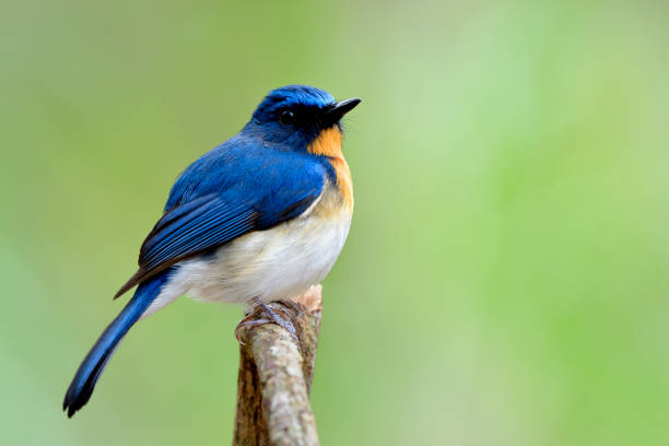 istock Tickell's blue flycatcher (Cyornis tickelliae) little chubby blue bird with orange breast  puffy feathers perching on wooden branch over bright green background in nature 1151412383