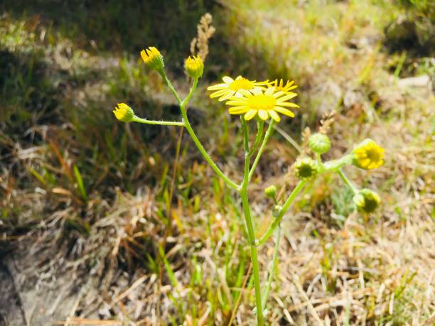 istock Growing yellow sun flower 1151412389