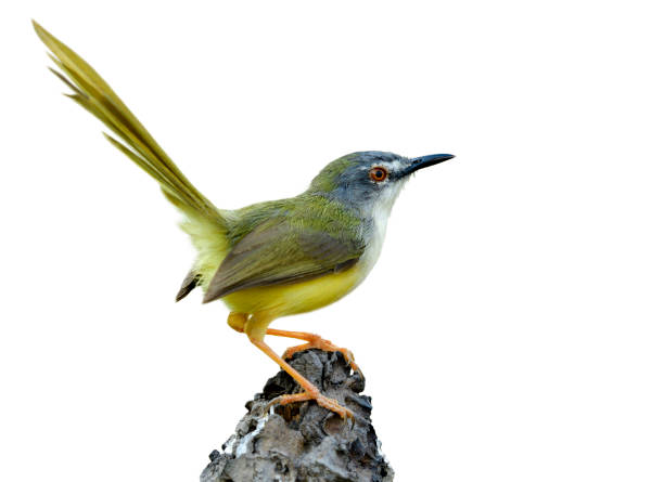 istock Yellow-bellied prinia (flaviventris) beautiful yellow bird and grey face with long tail wagging while perching on dirt pole isolated on white background, fascinated wild animal 1151412868