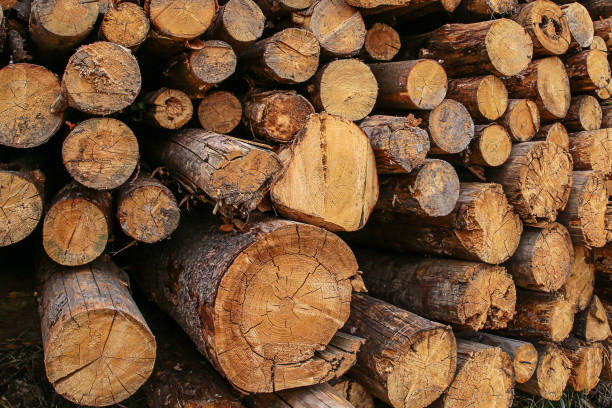 istock many tree trunks dark brown old weathered background logging fuel fireplace 1151413082