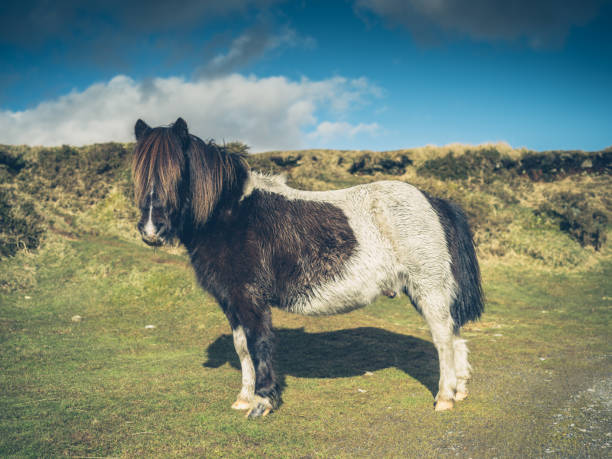 wild horse in rural Wales, horse found on grassland on the Black mountains Wales UK