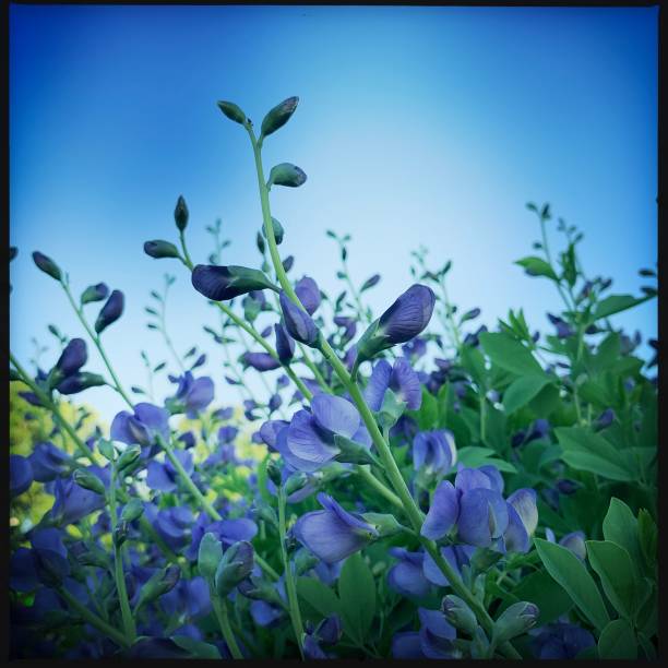 istock Baptisia Flowers in Garden   False Indigo 1151413111