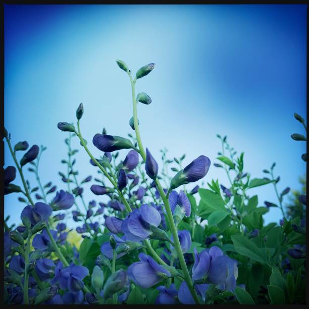 istock Baptisia Flowers in Garden   False Indigo 1151413121