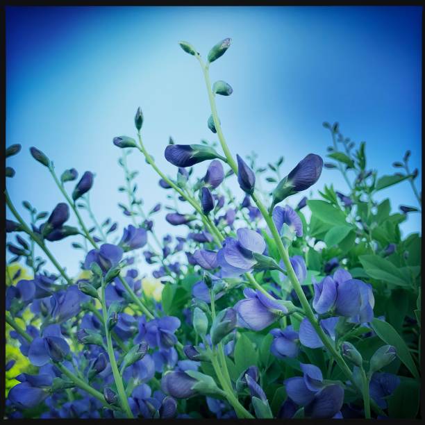 istock Baptisia Flowers in Garden   False Indigo 1151413137
