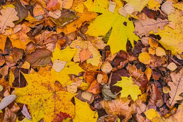 background brown yellow fallen leaves maple oak base autumn