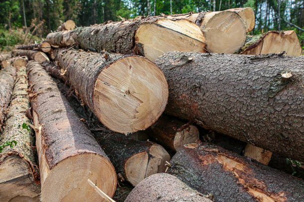 istock long stems smooth pine hard bark brown end of log annual rings 1151413196