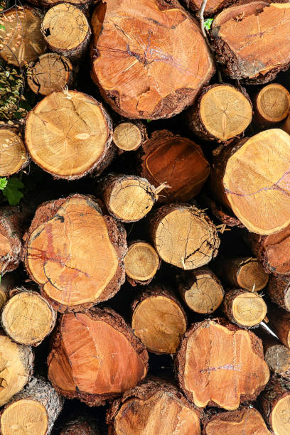 istock background stack of logs many trunks thin close-up natural design base 1151413257