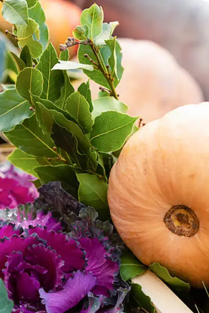 set flora autumn decor laurel leaf bush purple cabbage brassica oleracea openwork leaves and orange long pumpkin