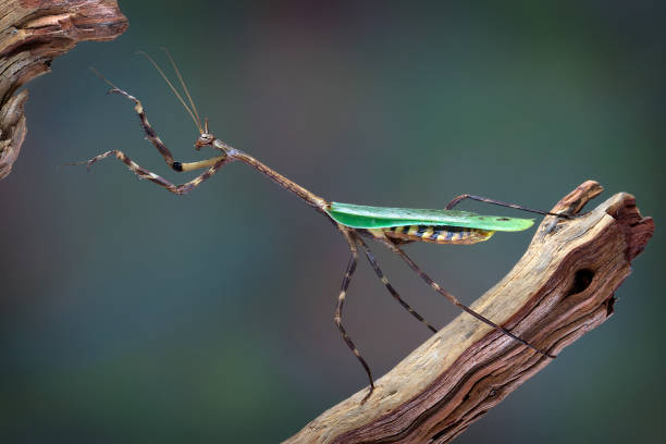 istock Texas unicorn mantis reaching up 1151413343