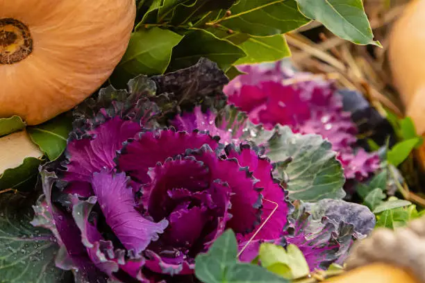 purple cabbage brassica oleracea decorative bright flower plant autumn fresh set flora ajone leaves part pumpkin