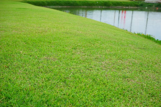 Lawn, Sports Field, American Football Field, Agricultural Field, Front or Back Yard