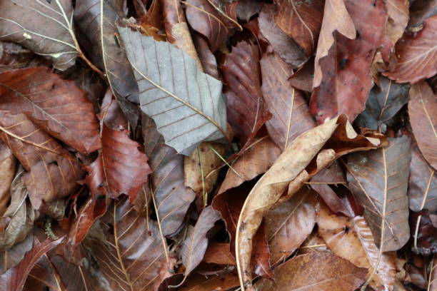 istock fallen leaves on the ground 1151414118