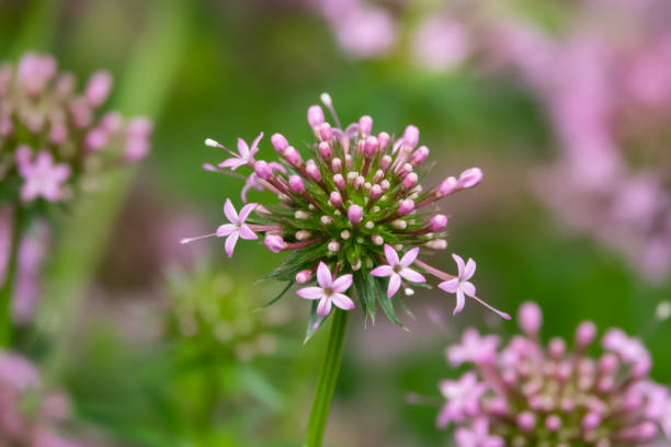 istock Caucasian Crosswort Flowers in Bloom in Springtime 1151414659