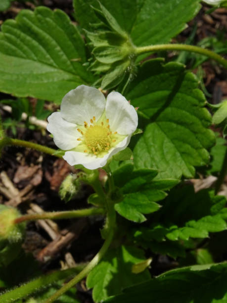 istock Garden Strawberry flower lying on the ground 1151414676