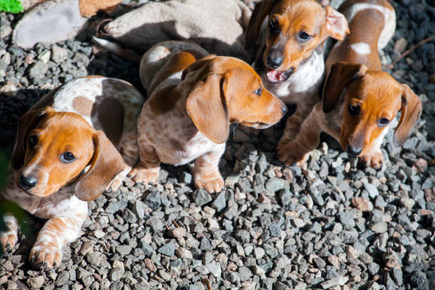 istock dachshund puppy portrait stone background 1151417392