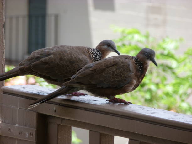istock Birds Oahu Island Hawaii USA 1151419642
