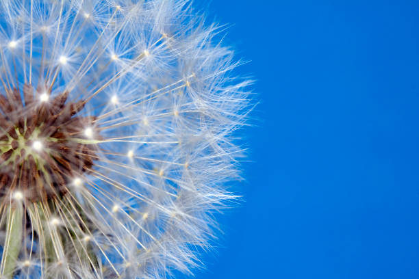 istock Dandelion Seed Head Blowball Close Up on Blue Abstract Background 1151419882