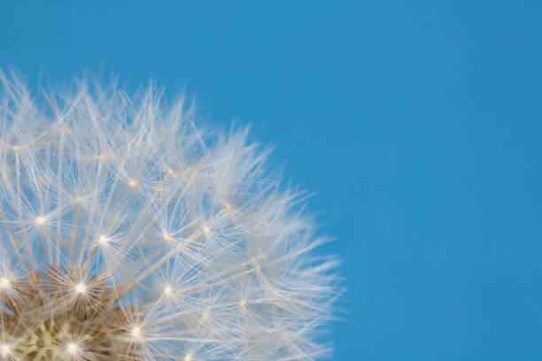 istock Dandelion Seed Head Blowball Close Up on Blue Abstract Background 1151419925