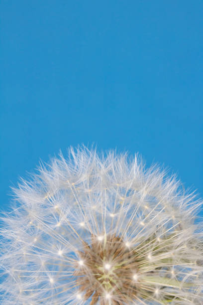 istock Dandelion Seed Head Blowball Close Up on Blue Abstract Background 1151420001