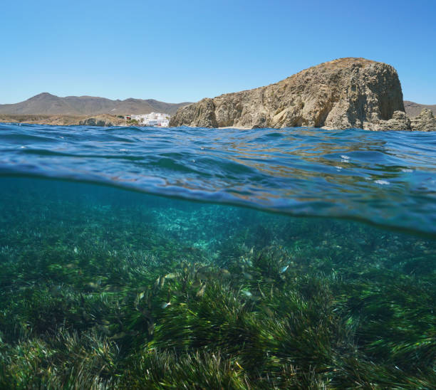 istock Rocky coast seagrass underwater Almeria Spain 1151420029
