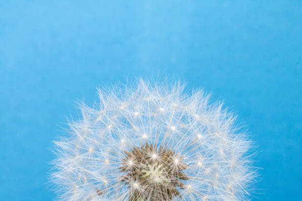 istock Dandelion Seed Head Blowball Close Up on Blue Abstract Background 1151420651