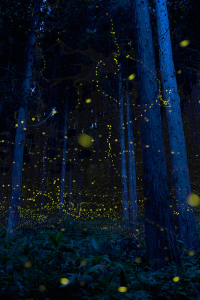 istock Japanese fireflies (Luciola parvula) flying vertically and horizontally in the night forest 1151420866