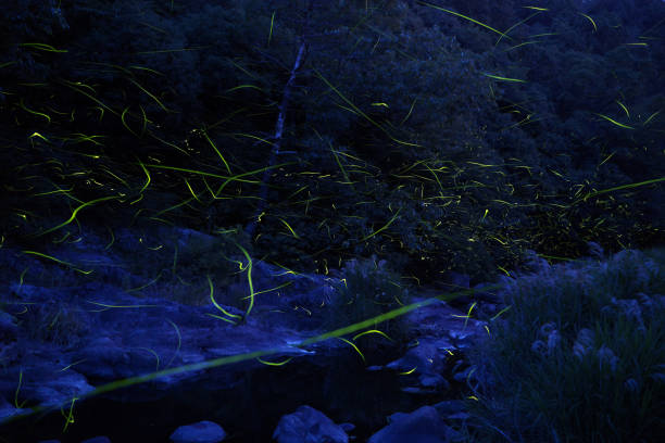 istock Japanese fireflies (Luciola cruciata) in the night valley 1151420893
