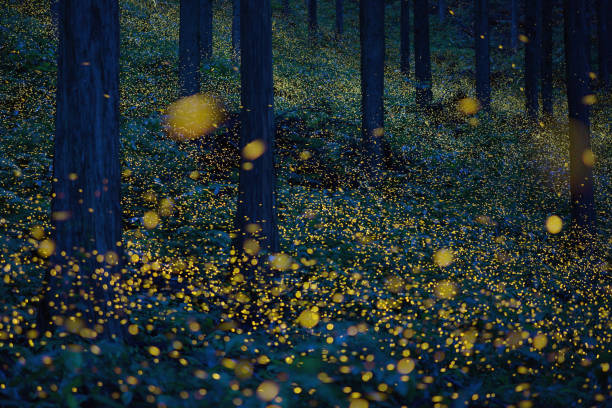 japanese fireflies (luciola parvula) flying around the trees (part 3) - summer landscape flash imagens e fotografias de stock