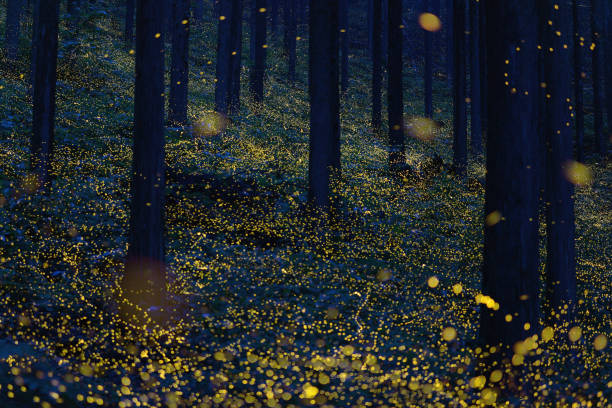 japanese fireflies (luciola parvula) flying around the trees (part 1) - summer landscape flash imagens e fotografias de stock
