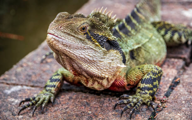 istock Australian Water Dragon 1151421220
