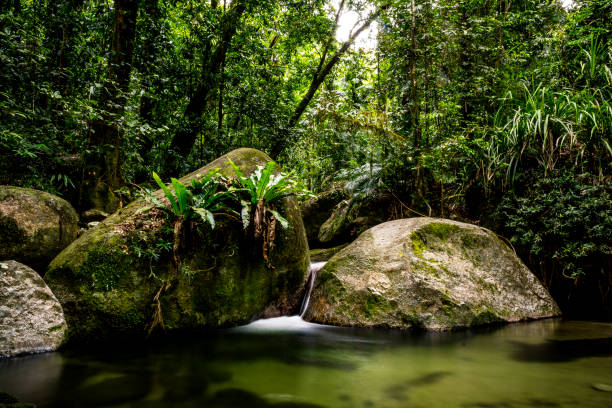 Mossman Gorge Mossman Gorge mossman gorge stock pictures, royalty-free photos & images