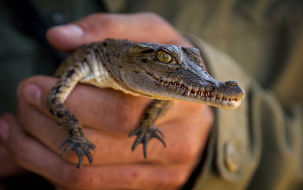 istock Baby alligator in hand 1151421241