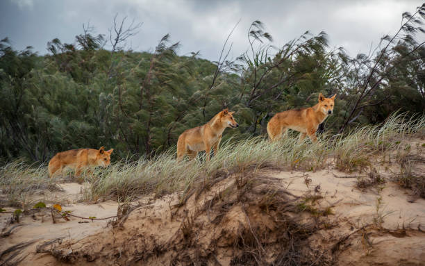 Pack of dingoes on Fraser Island stock photo