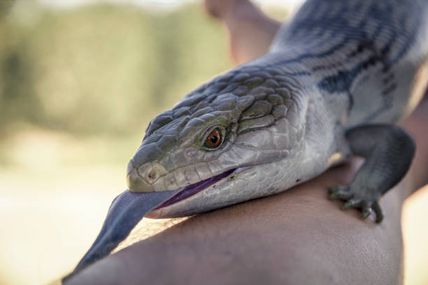 Blue-tongued skink in hand stock photo