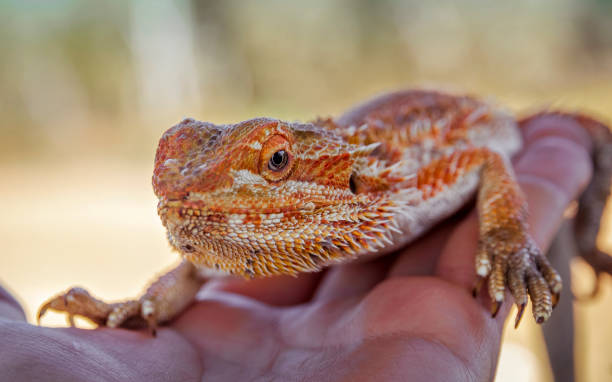 istock Holding in hand a bearded dragon lizard 1151421271