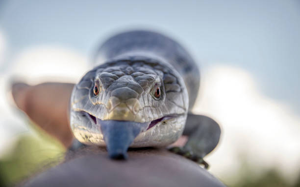 istock Blue-tongued skink in hand 1151421292