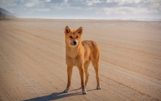 Dingo on Fraser Island stock photo