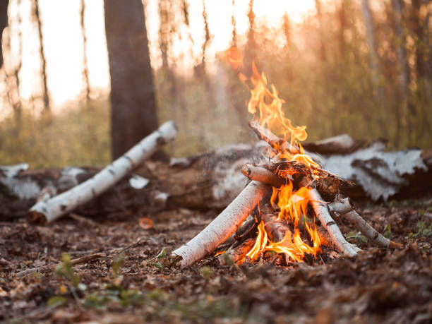 bonfire in forest at sunset - campfire imagens e fotografias de stock