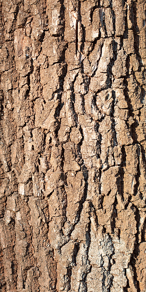 Oak bark background in natural light