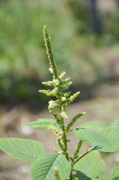 istock fresh green amaranthus viridis tree in nature garden 1151422363