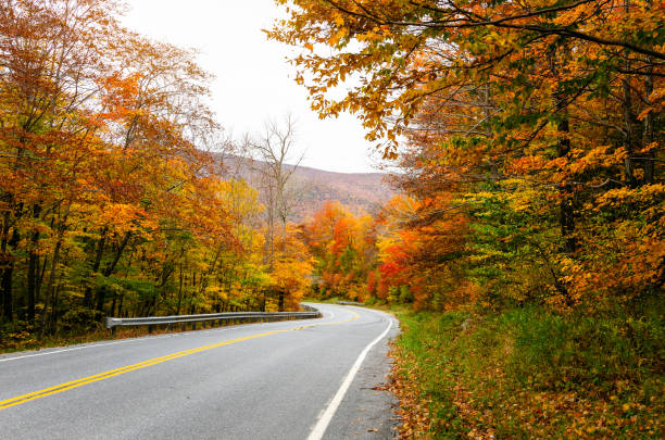 istock Curving road through colourful woods in autumn 1151422828