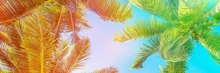 Colorful sky and palm trees view from below, panoramic vintage summer background