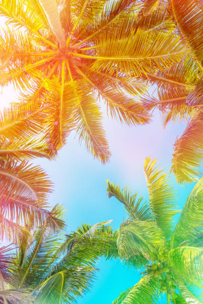 Colorful sky and palm trees view from below, vintage summer background