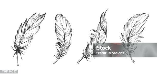 새 깃털의 집합입니다 손으로 그린 그림을 벡터로 변환 투명 한 배경의 윤곽선 깃털에 대한 스톡 벡터 아트 및 기타 이미지 - 깃털, 깃털펜, 문신