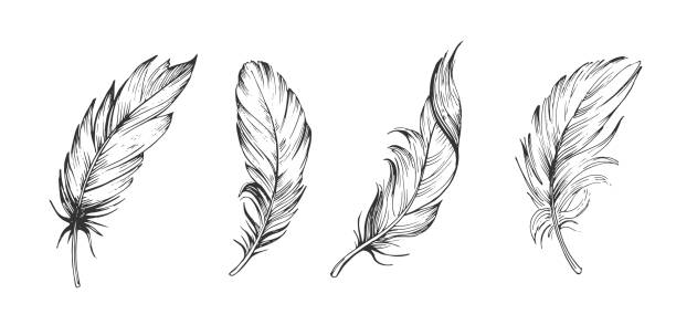 ilustrações de stock, clip art, desenhos animados e ícones de set of bird feathers. hand drawn illustration converted to vector. outline with transparent background - cerda